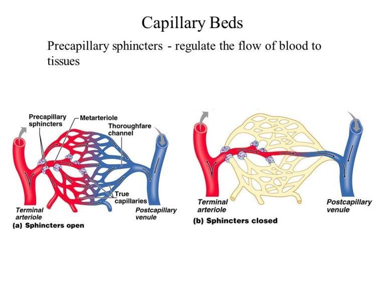 Capillary Beds Precapillary sphincters - regulate the flow of blood to tissues