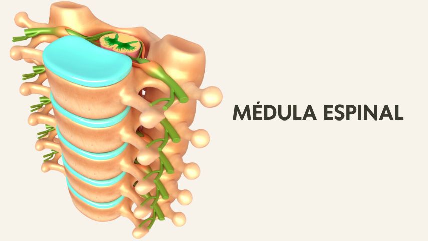 Curso online de yoga terapia Cikitsa Krama por Óscar Montero, basada en las enseñanzas de Srivatsa Ramaswami. Esta capacitación incluye módulos sobre los principales sistemas fisiológicos, y cómo los vinyasas, asanas, pranayama y la filosofía detrás del Vinyasa Krama, ofrece herramientas prácticas para profesores y practicantes para mantener la salud