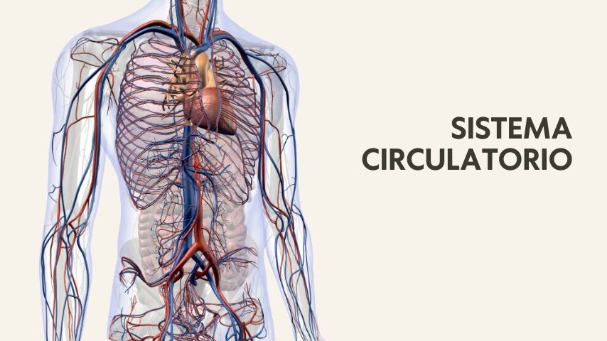 Curso online de yoga terapia Cikitsa Krama por Óscar Montero, basada en las enseñanzas de Srivatsa Ramaswami. Esta capacitación incluye módulos sobre los principales sistemas fisiológicos, y cómo los vinyasas, asanas, pranayama y la filosofía detrás del Vinyasa Krama, ofrece herramientas prácticas para profesores y practicantes para mantener la salud