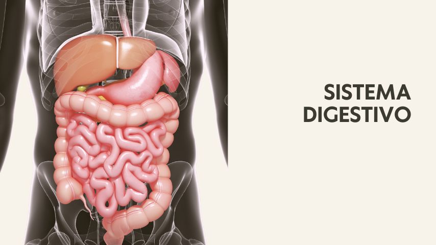 Curso online de yoga terapia Cikitsa Krama por Óscar Montero, basada en las enseñanzas de Srivatsa Ramaswami. Esta capacitación incluye módulos sobre los principales sistemas fisiológicos, y cómo los vinyasas, asanas, pranayama y la filosofía detrás del Vinyasa Krama, ofrece herramientas prácticas para profesores y practicantes para mantener la salud