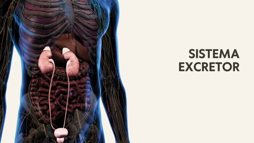 Curso online de yoga terapia Cikitsa Krama por Óscar Montero, basada en las enseñanzas de Srivatsa Ramaswami. Esta capacitación incluye módulos sobre los principales sistemas fisiológicos, y cómo los vinyasas, asanas, pranayama y la filosofía detrás del Vinyasa Krama, ofrece herramientas prácticas para profesores y practicantes para mantener la salud